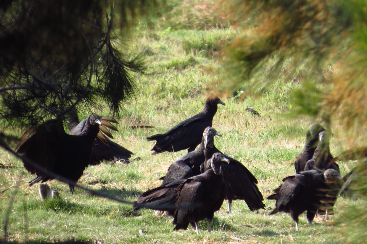 Black Vulture - Gary Prescott