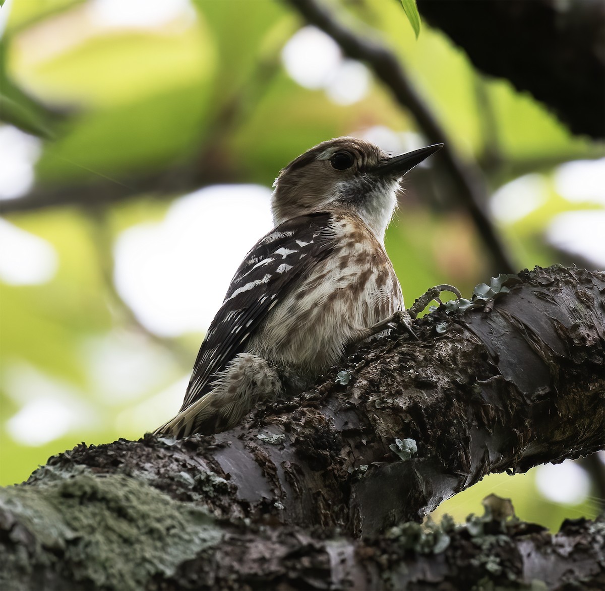 Japanese Pygmy Woodpecker - Gary Rosenberg