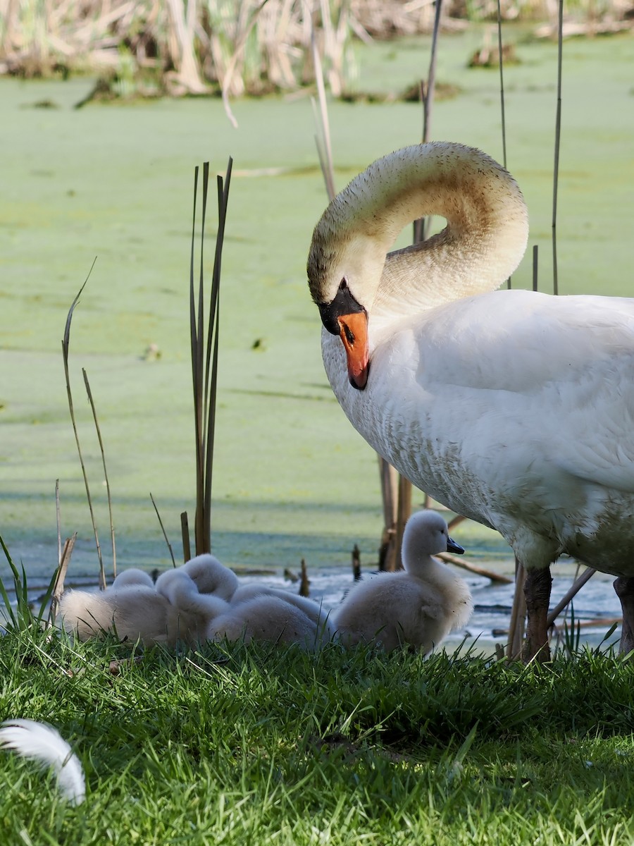 Mute Swan - Lorri W