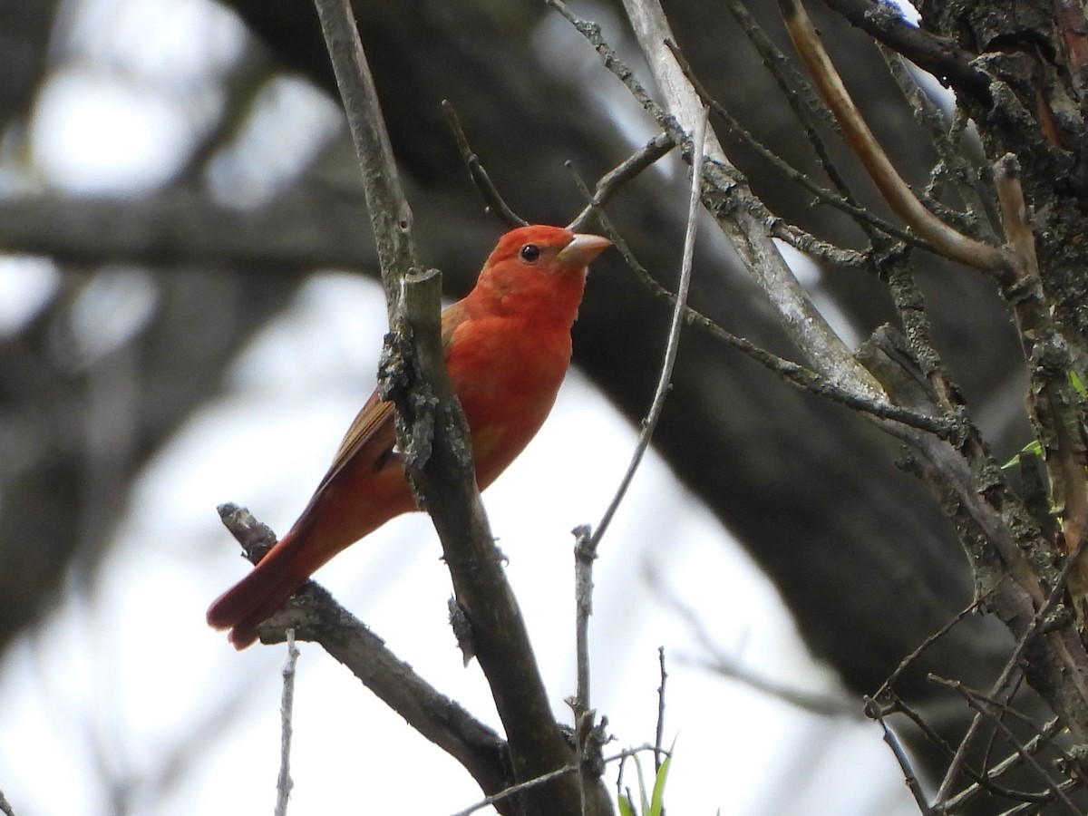 Summer Tanager - Markus Legzdins