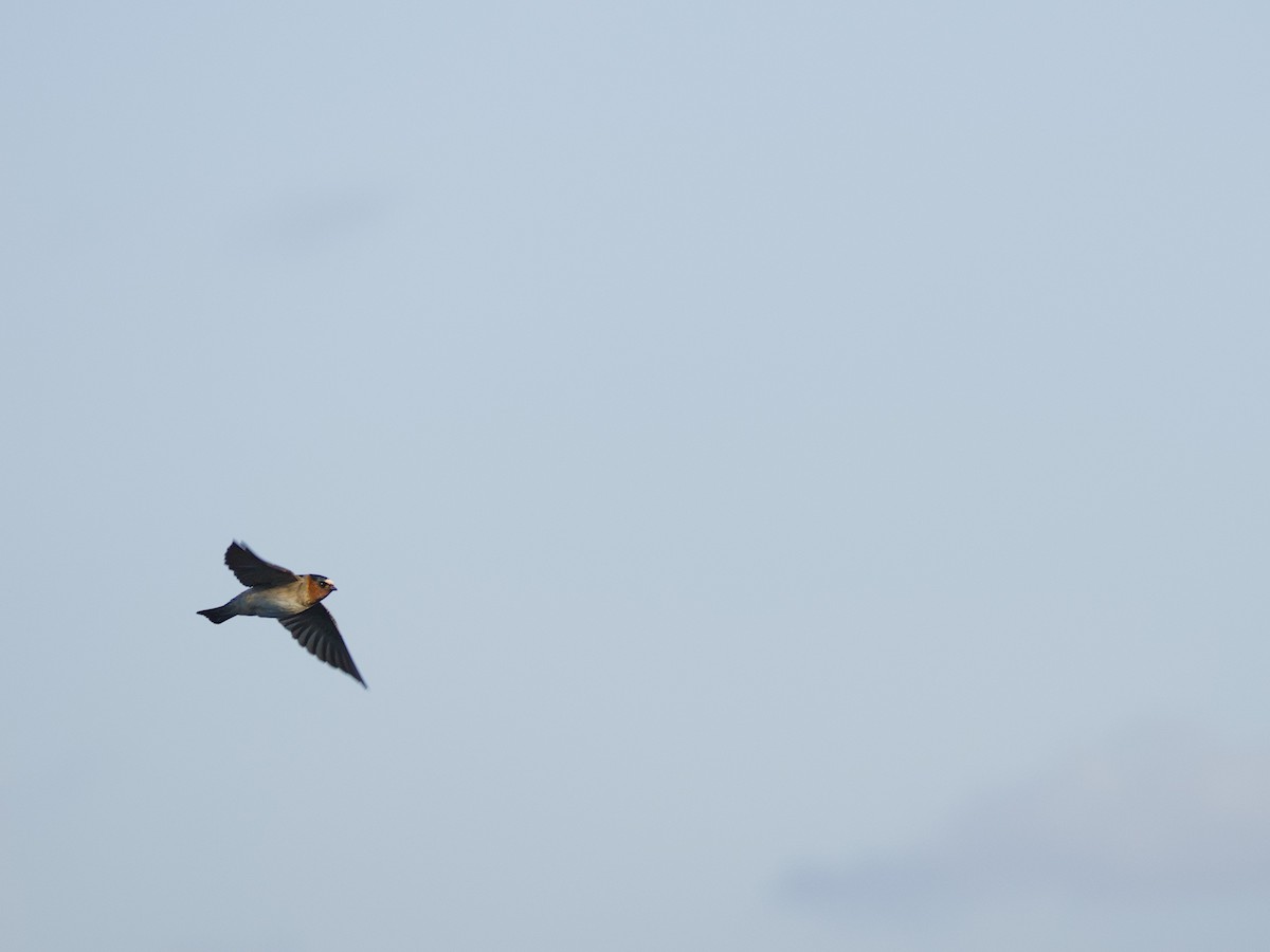 Cliff Swallow - Antonio Maldonado