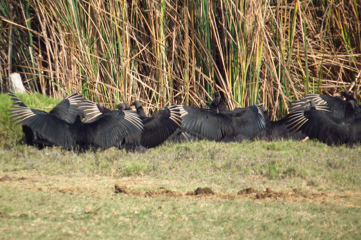 Black Vulture - Gary Prescott