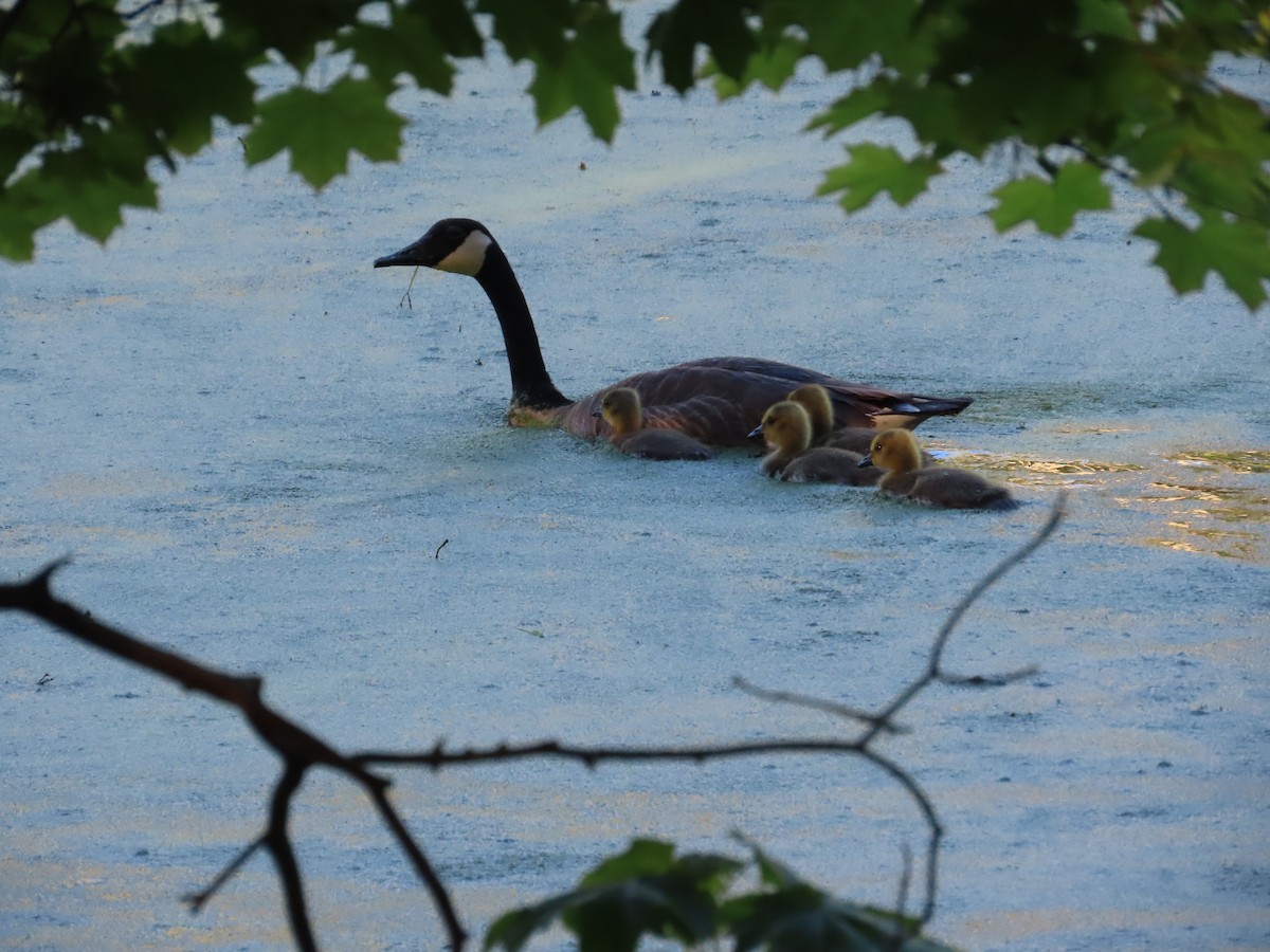 Canada Goose - Robert Kirkby