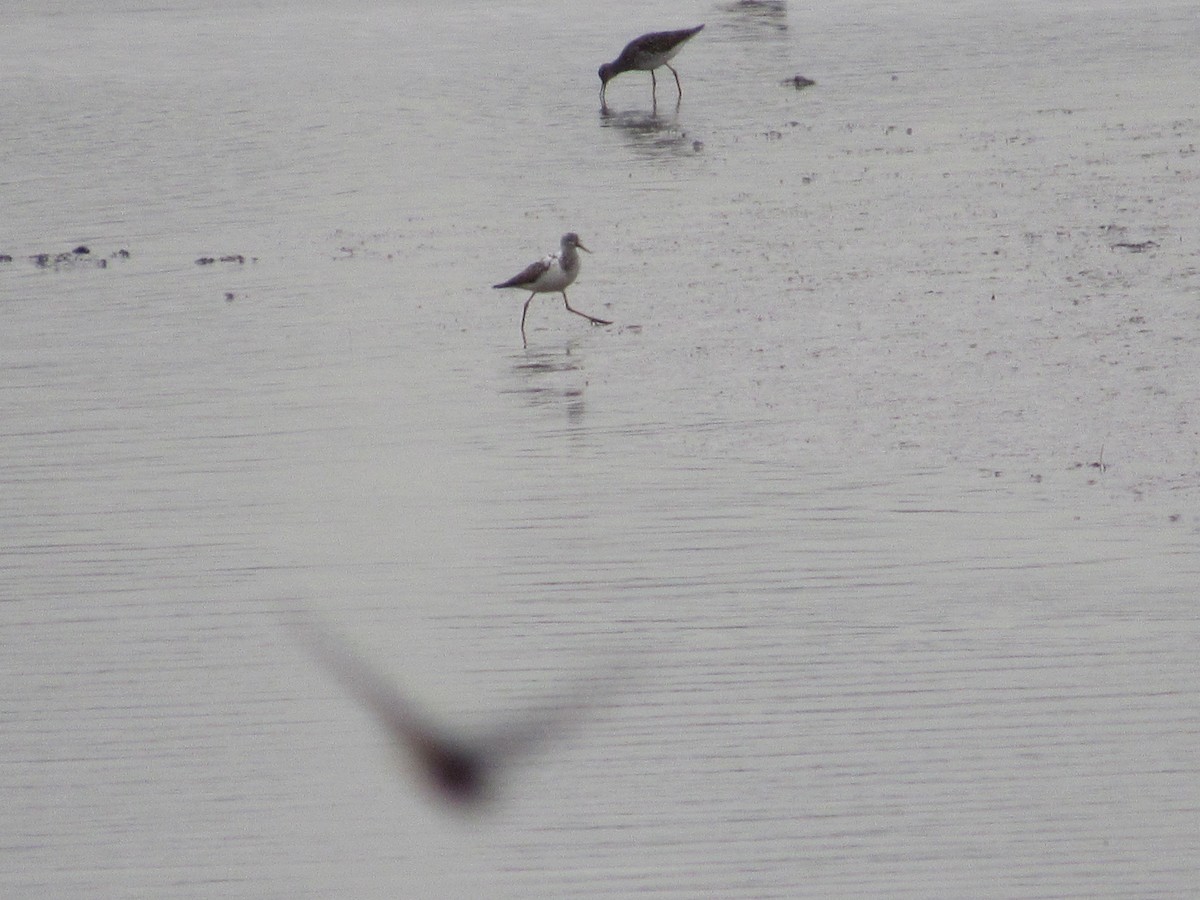 Lesser Yellowlegs - John Coyle