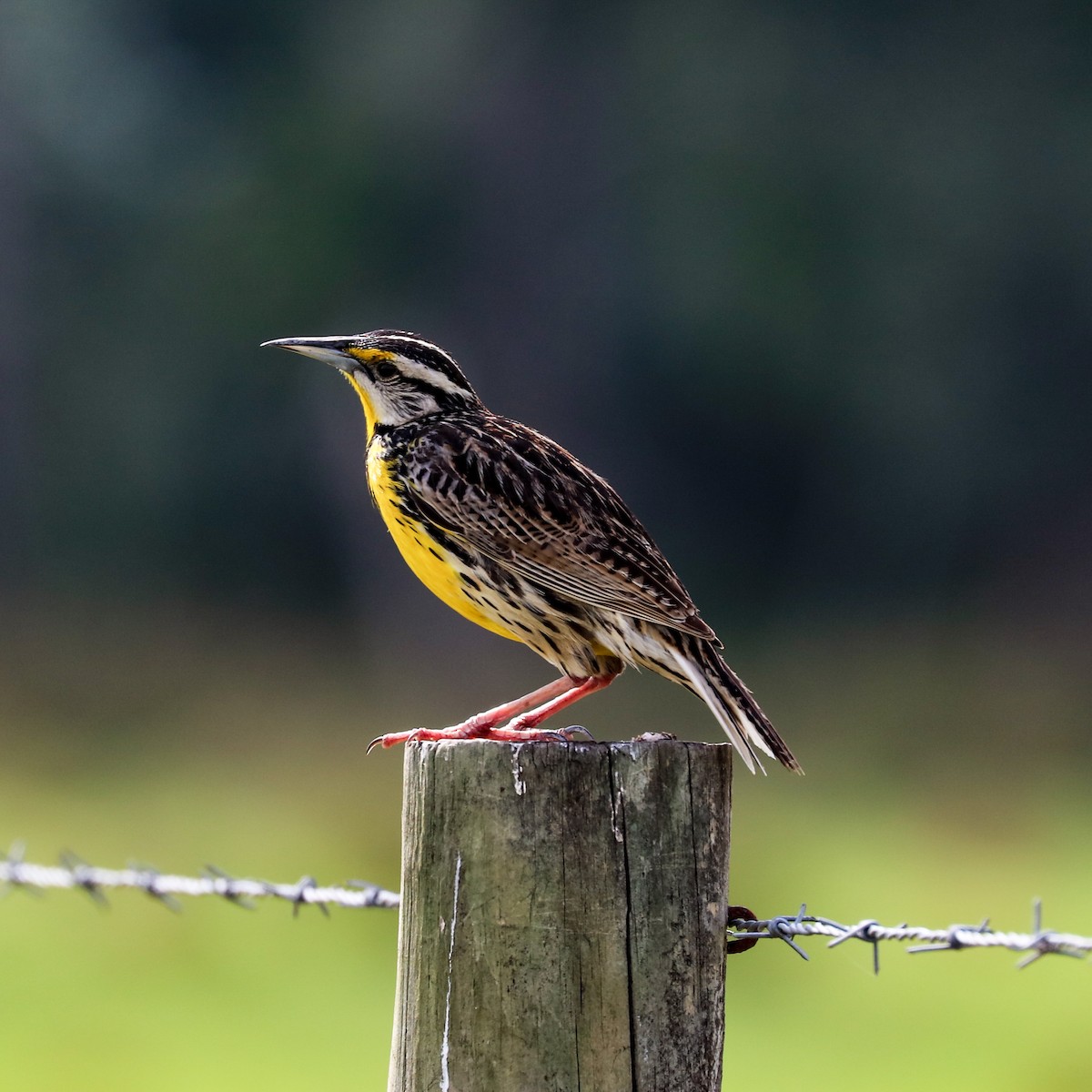 Eastern Meadowlark - Katie Sheppard