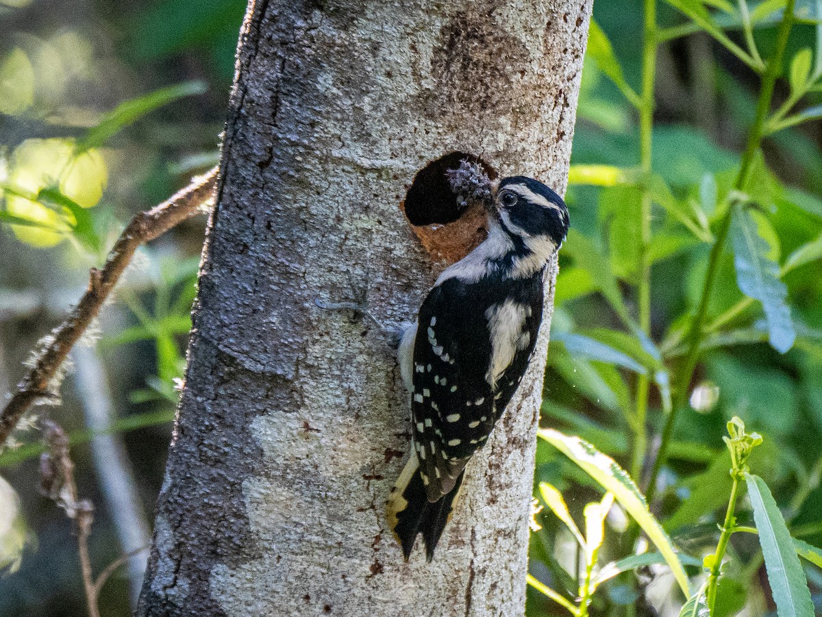 Downy Woodpecker - Lee Friedman