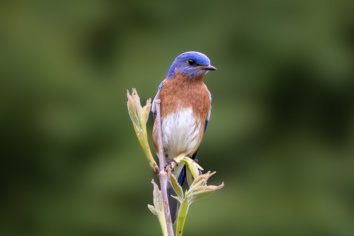 Eastern Bluebird - Nicole Short