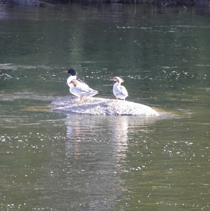 Common Merganser - Rachel Orlando