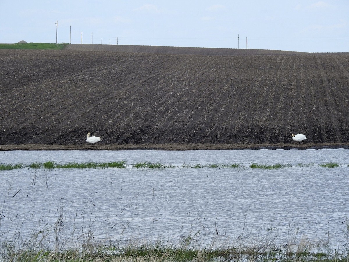 Cygne trompette - ML618791687