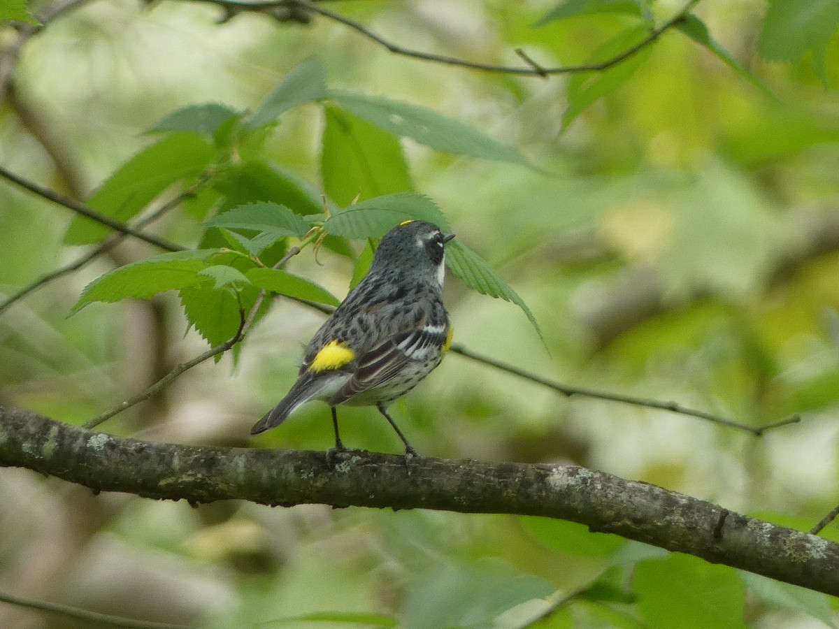 Yellow-rumped Warbler - Anonymous