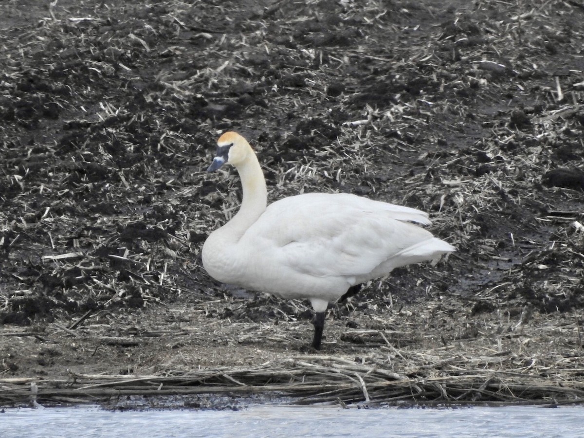 Trumpeter Swan - ML618791700