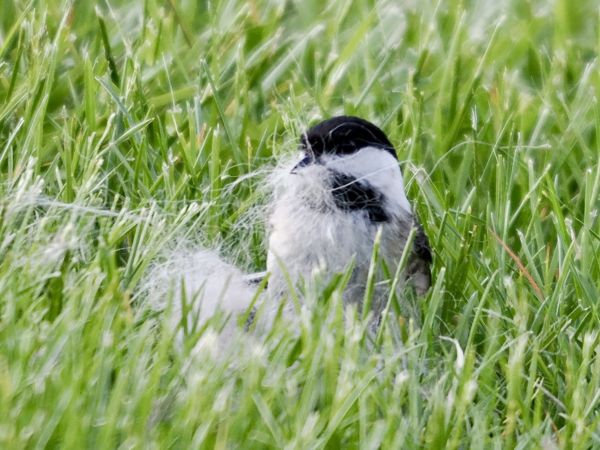 Black-capped Chickadee - Lorri W