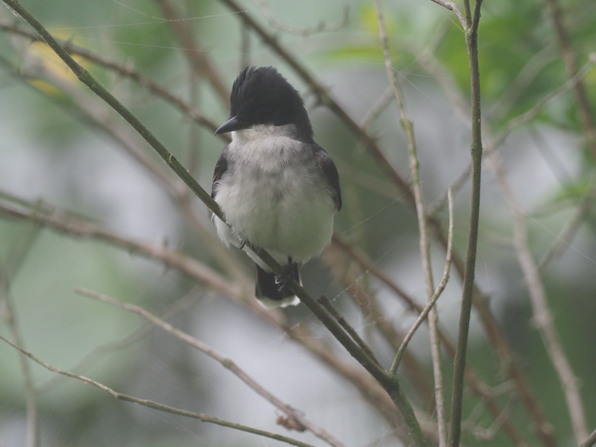 Eastern Kingbird - ML618791711