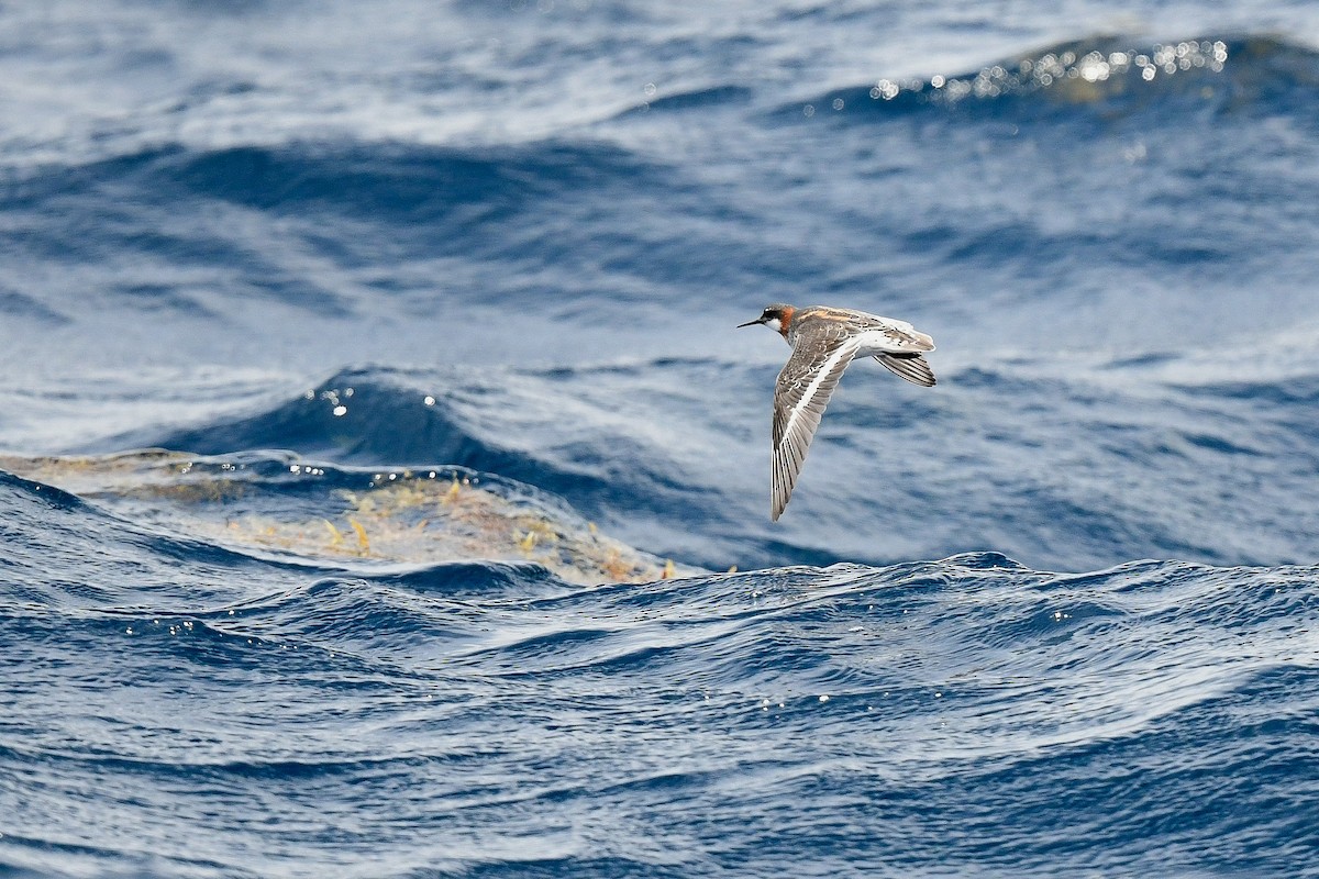 Red-necked Phalarope - Kate Sutherland