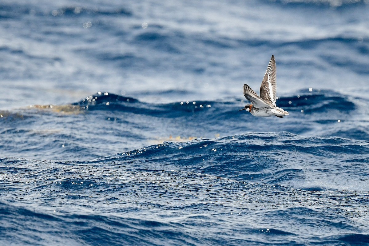 Red-necked Phalarope - Kate Sutherland