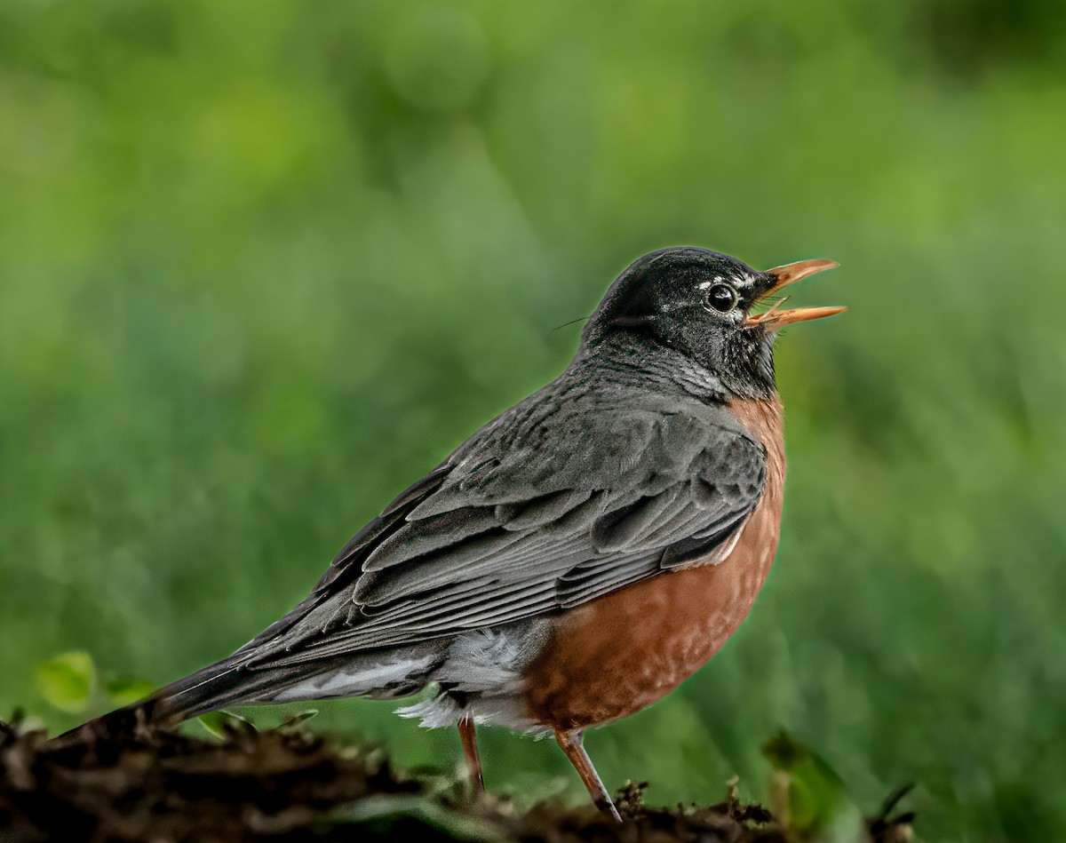 American Robin - ML618791717