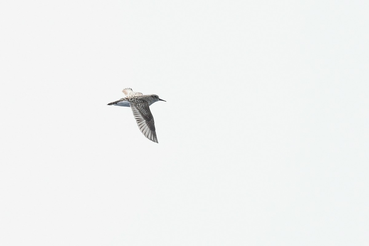 Semipalmated Sandpiper - Kate Sutherland