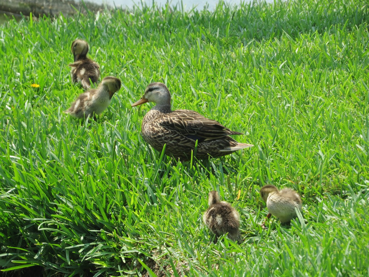 Mottled Duck - Tamie Bulow