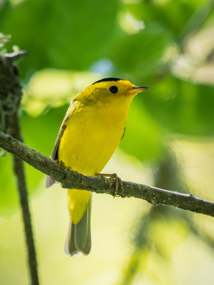 Wilson's Warbler - Lee Friedman