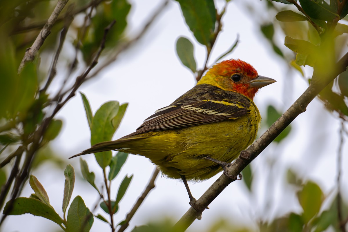 Western Tanager - Richie Frerking