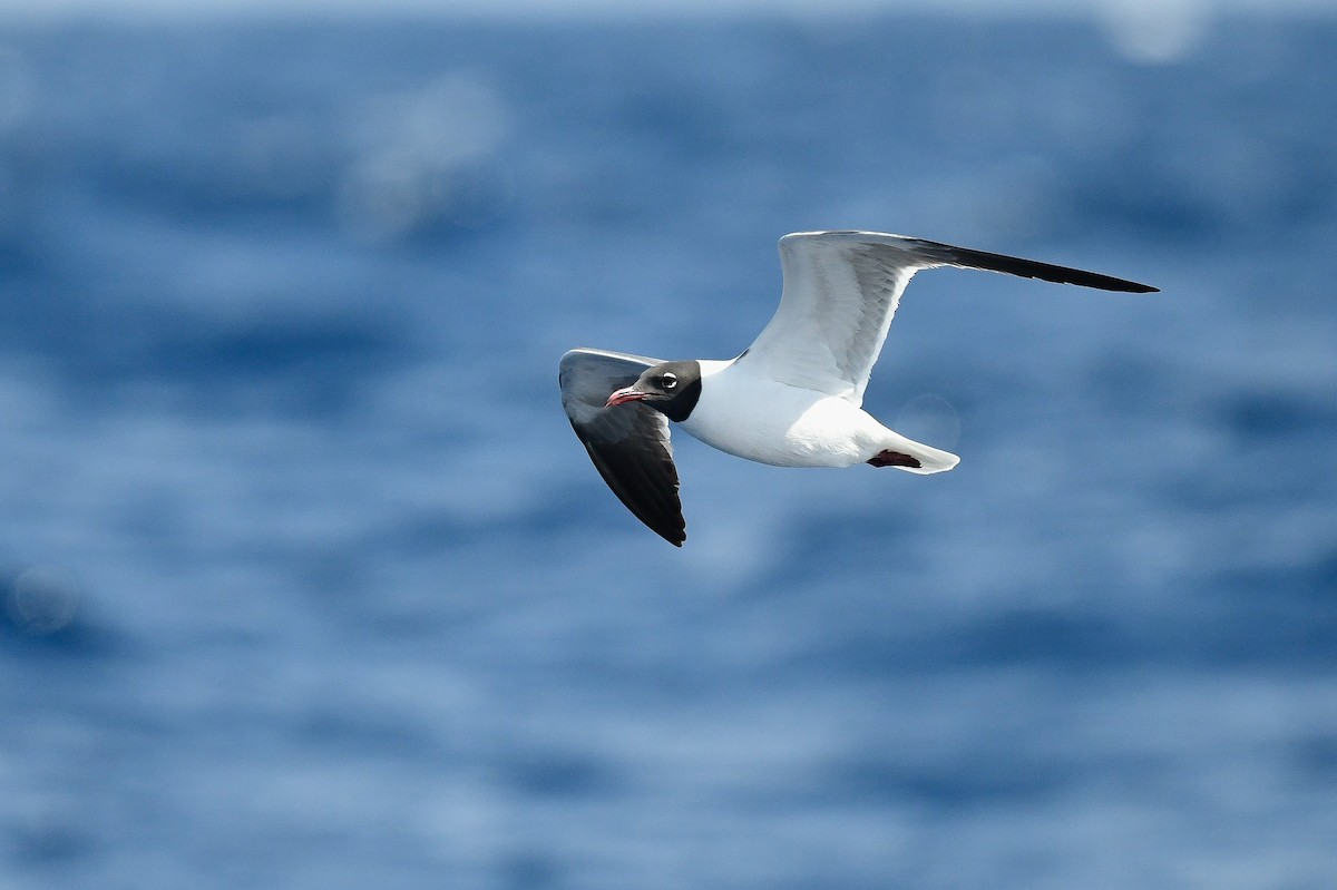 Laughing Gull - ML618791769