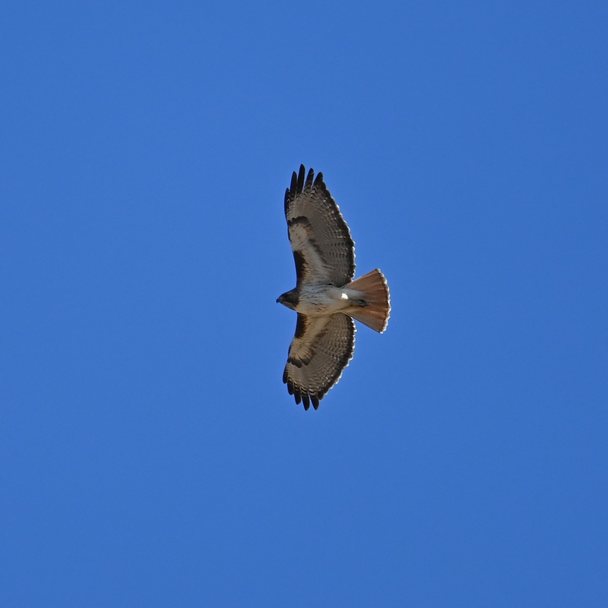 Red-tailed Hawk - Ronnie Reed