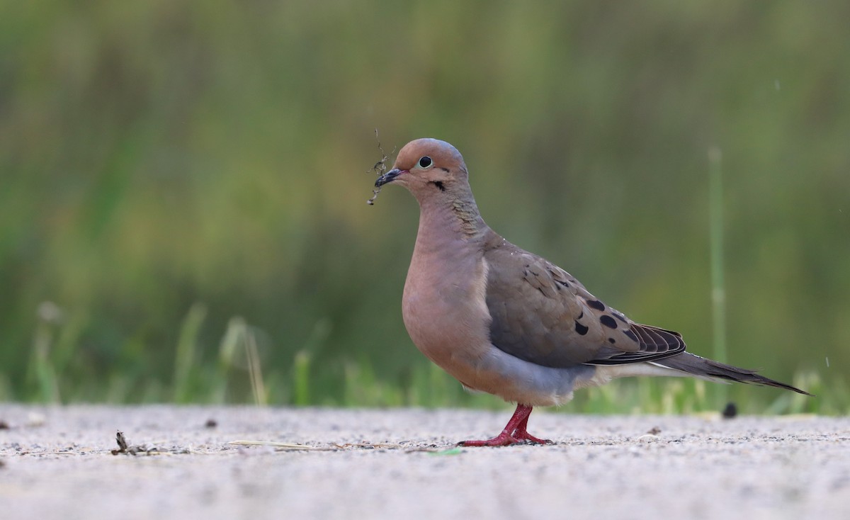 Mourning Dove - ML618791792