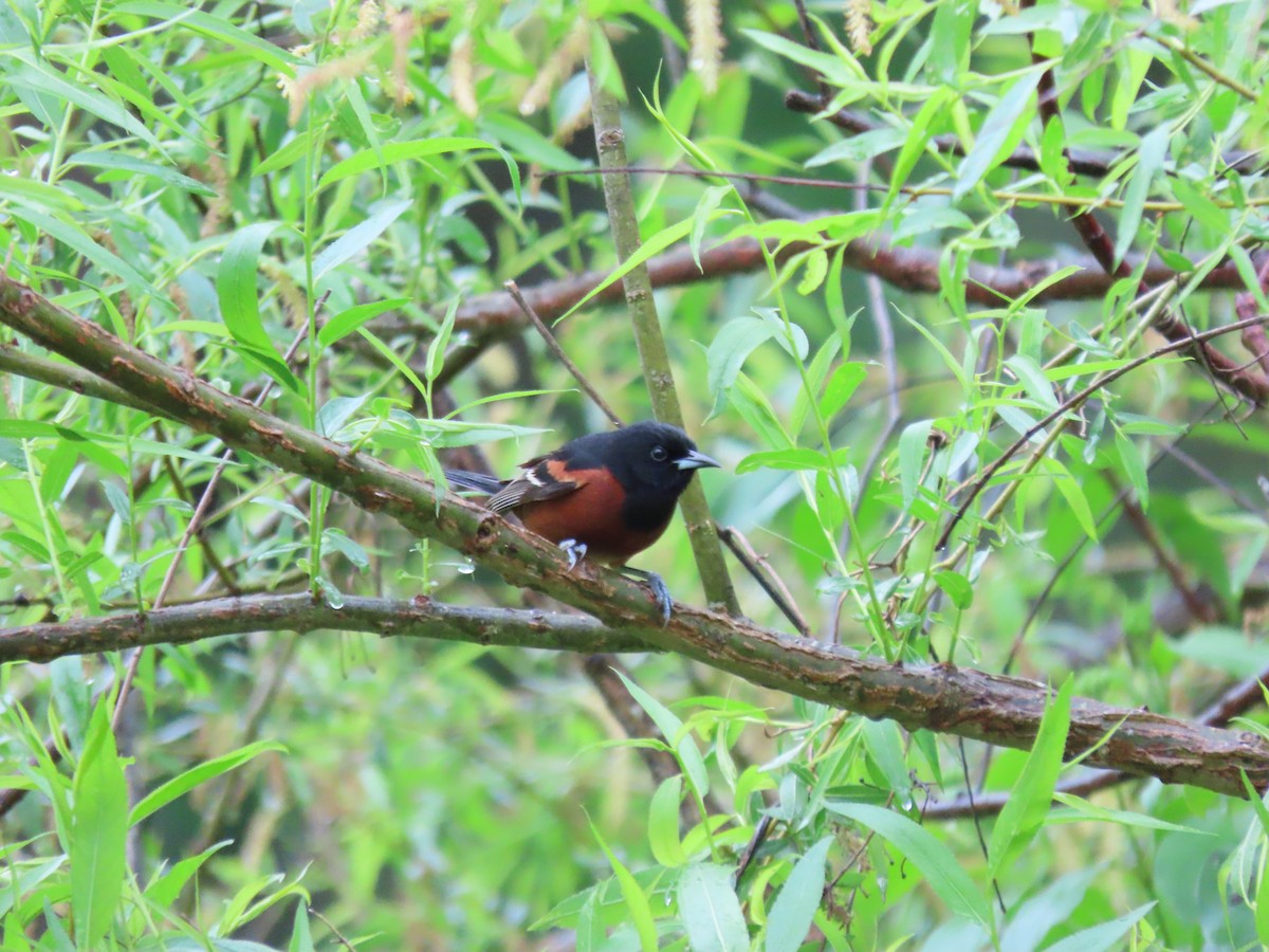 Orchard Oriole - ML618791798