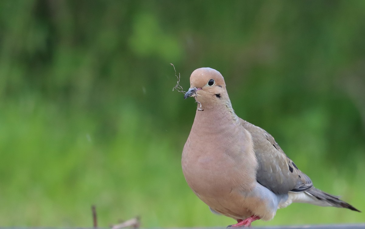 Mourning Dove - Stefan Mutchnick