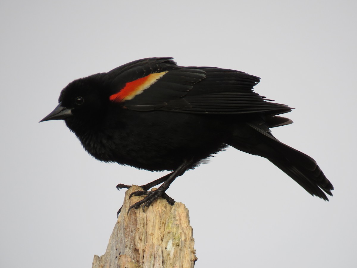 Red-winged Blackbird - ML618791818