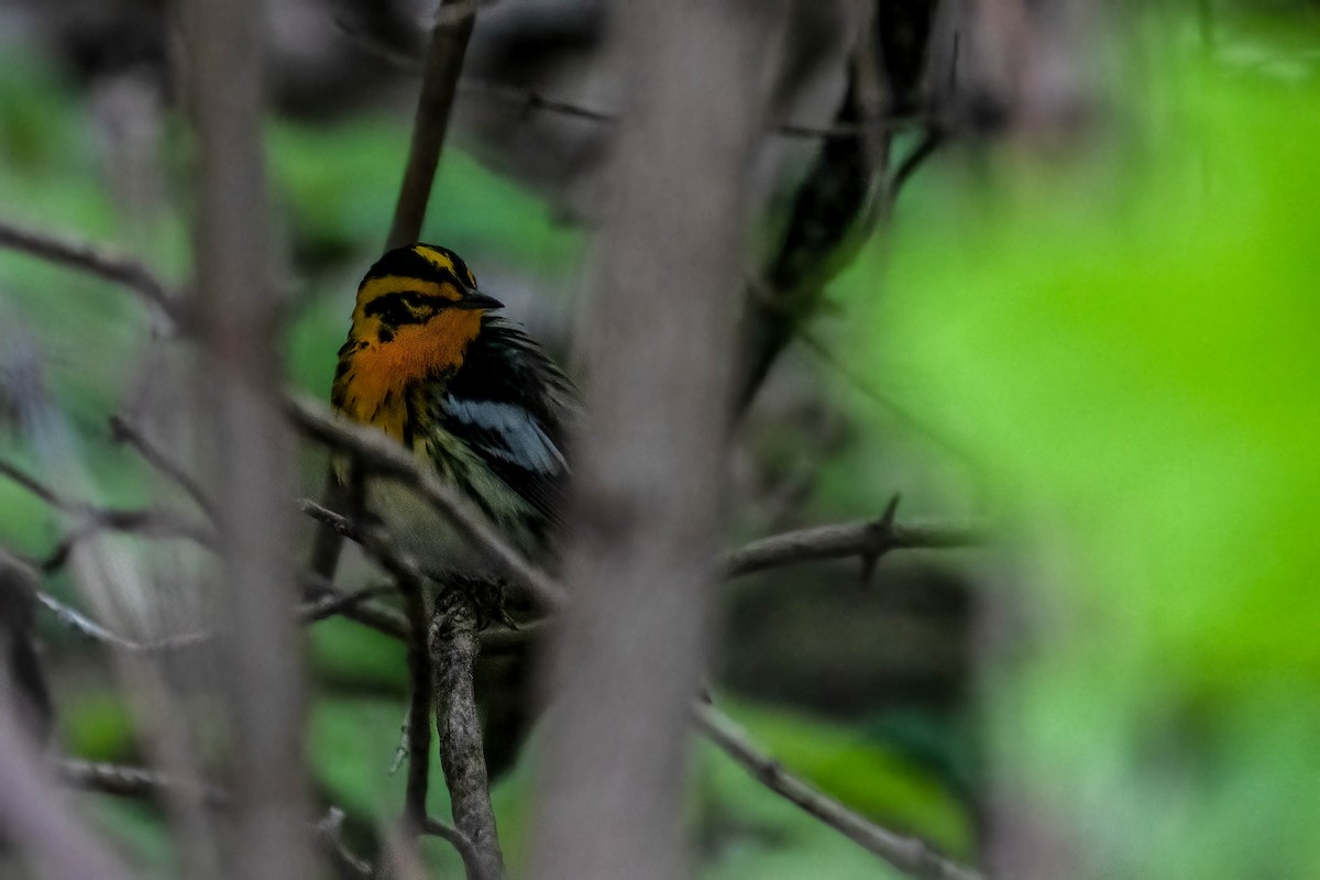 Blackburnian Warbler - Gustino Lanese