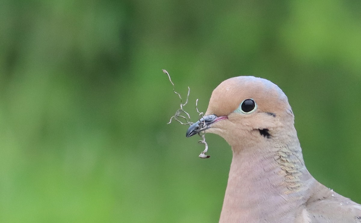 Mourning Dove - ML618791833