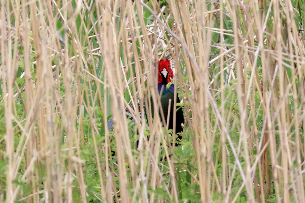 Green Pheasant - Eric Cameron