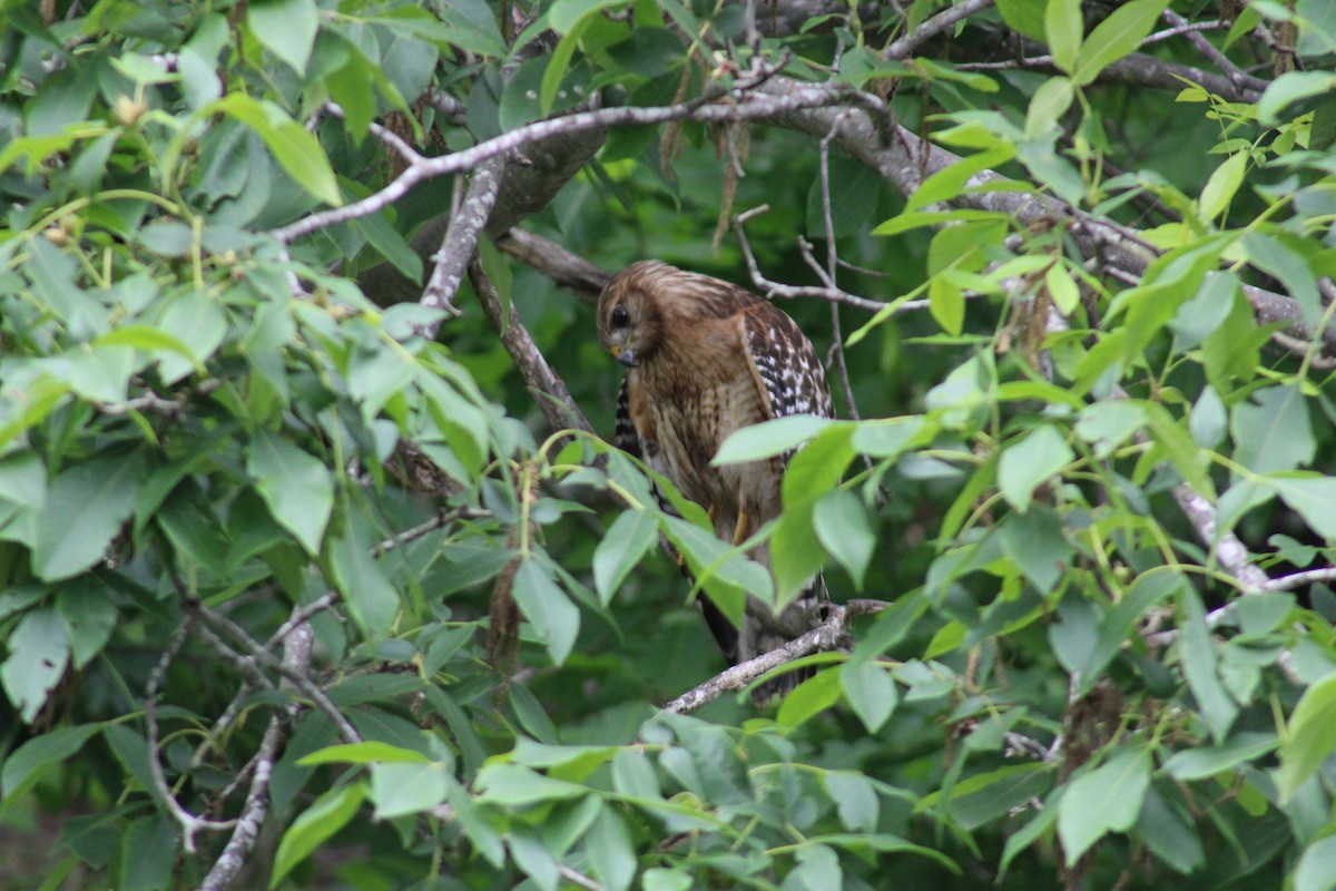 Red-shouldered Hawk - Lois Forster