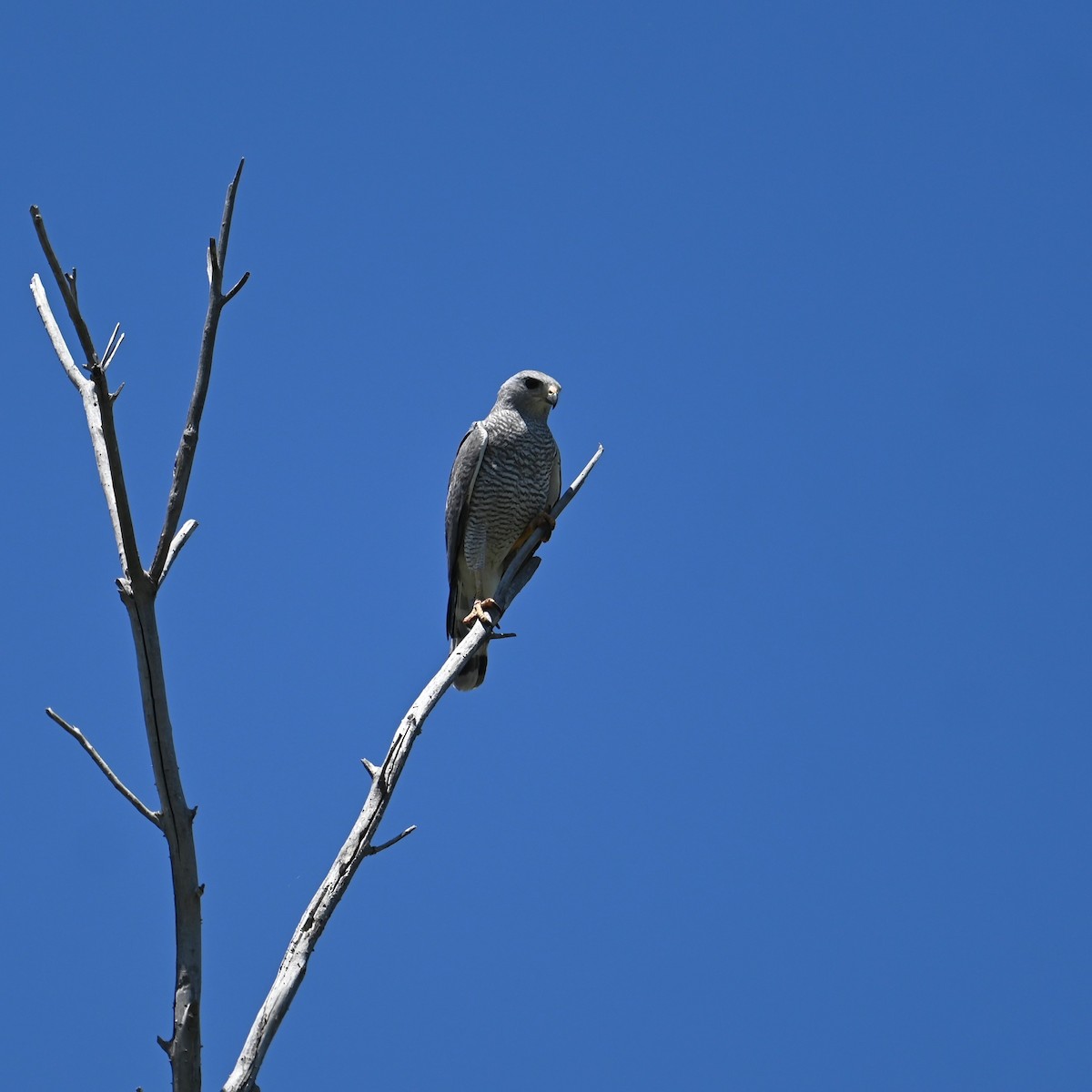 Gray Hawk - ML618791856