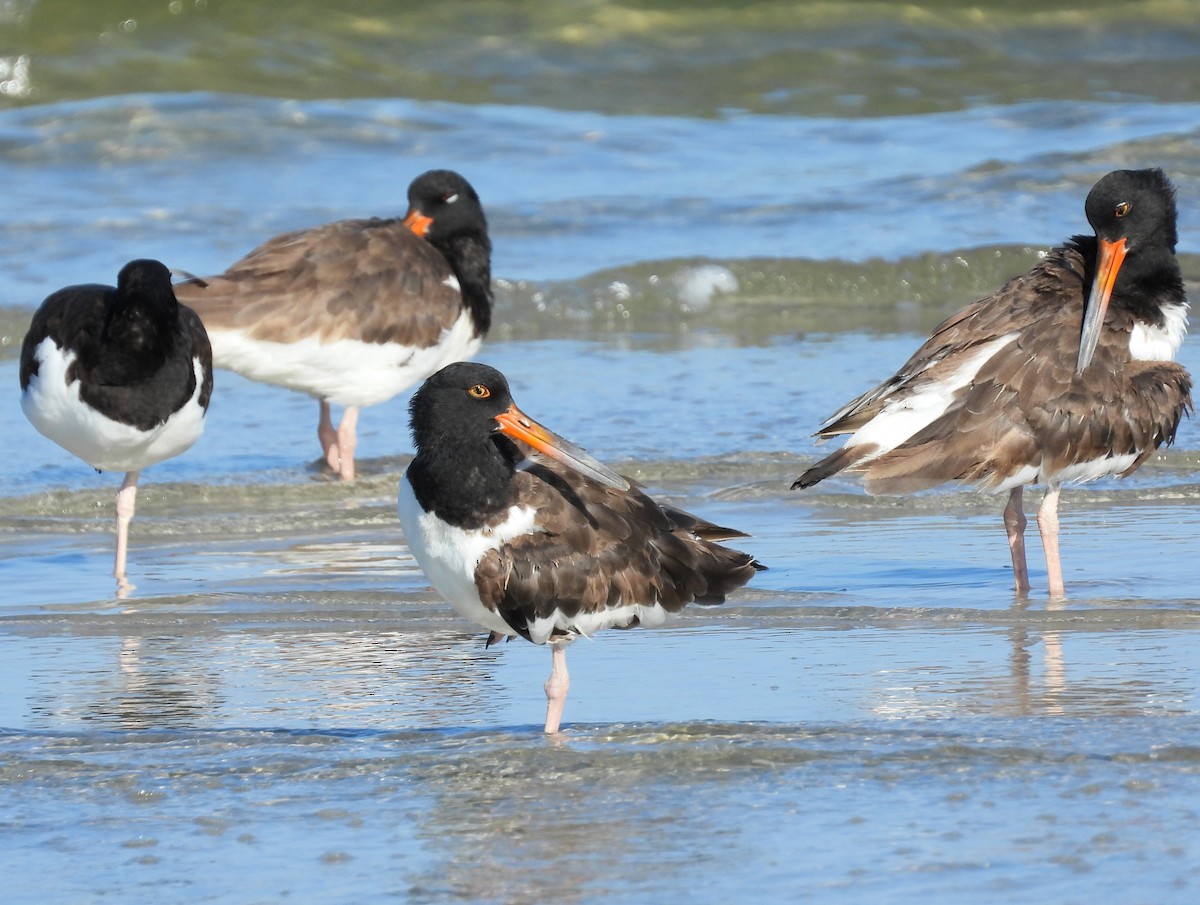 American Oystercatcher - Michael W. Sack