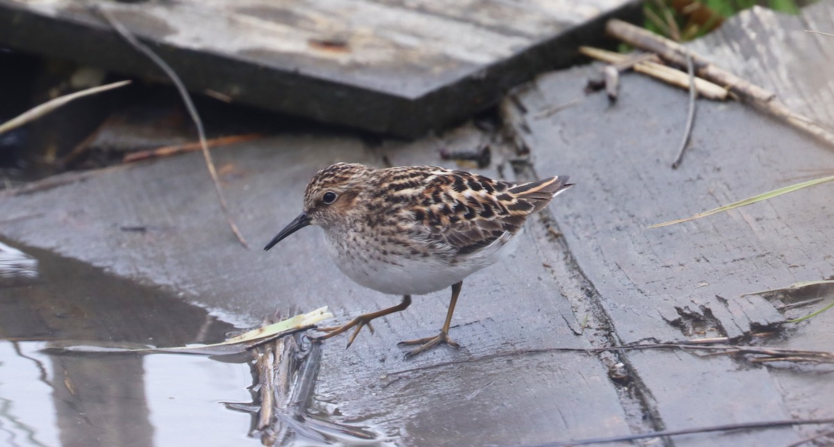 pygmésnipe - ML618791882