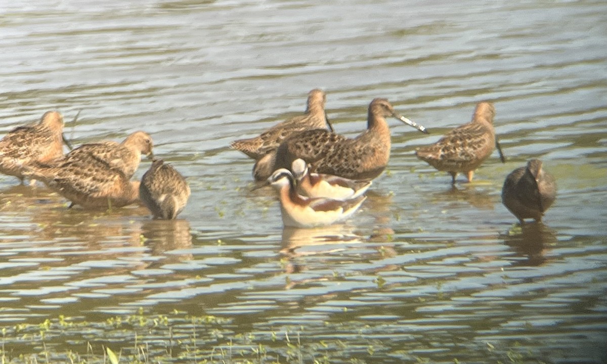 Wilson's Phalarope - ML618791887