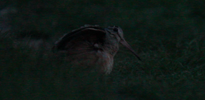 アメリカヤマシギ - ML618791896