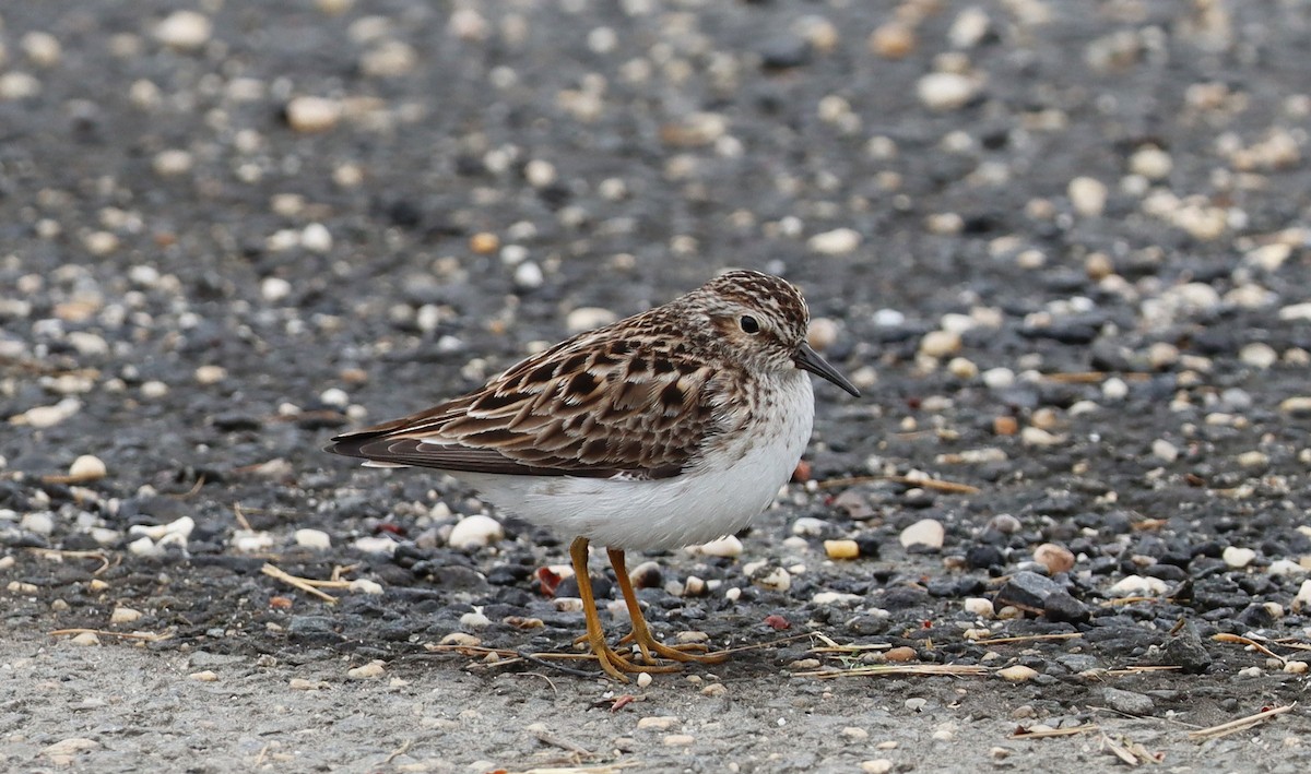 Least Sandpiper - ML618791897