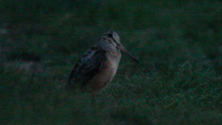 アメリカヤマシギ - ML618791898