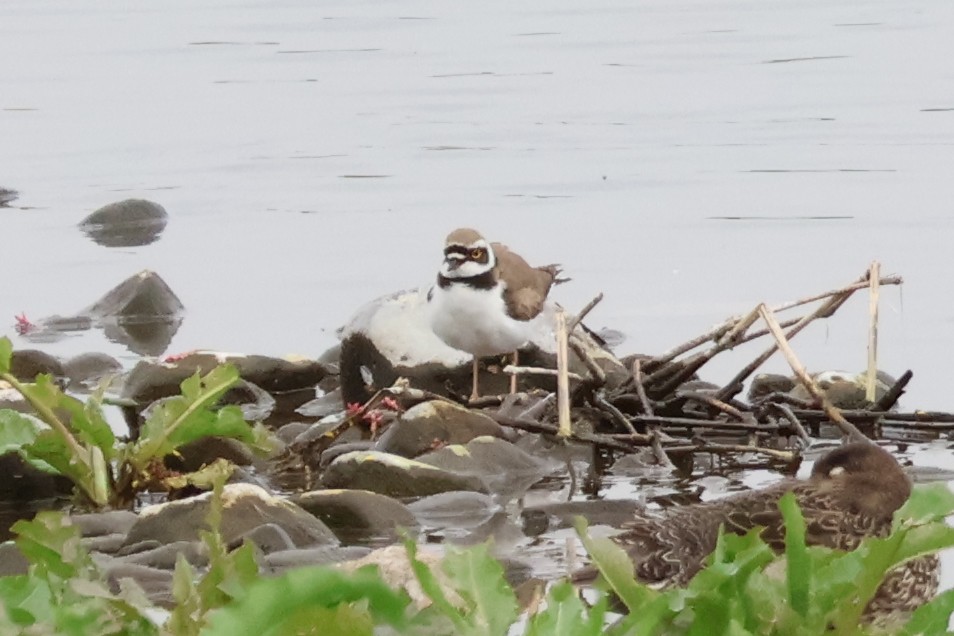 Little Ringed Plover - ML618791910