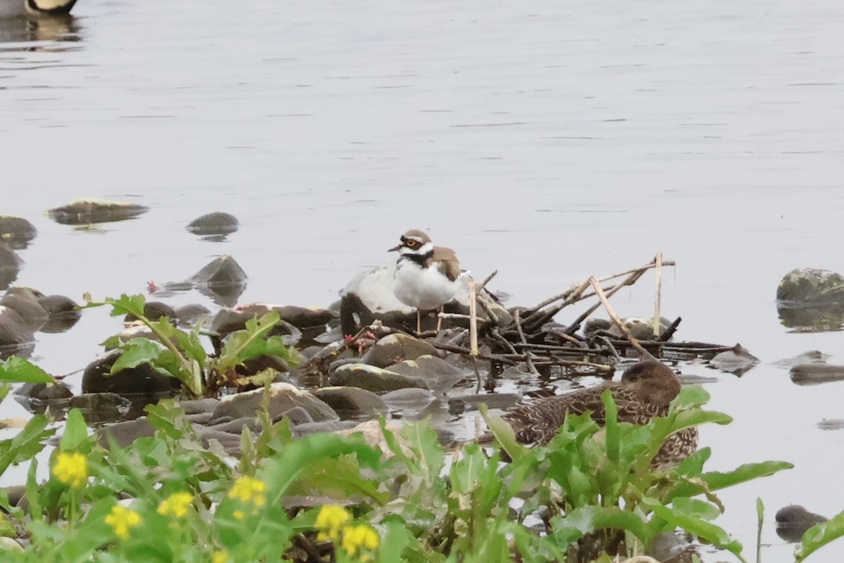 Little Ringed Plover - ML618791911