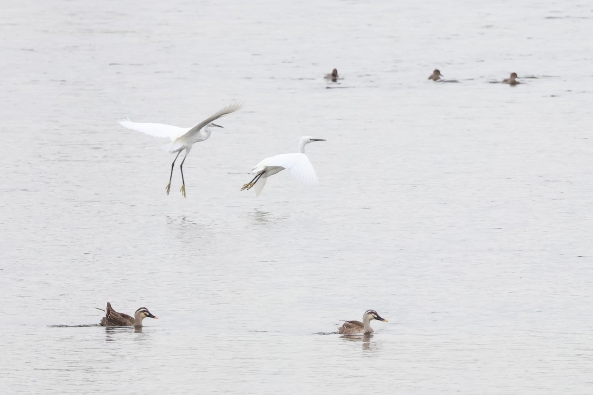 Little Egret - ML618791921