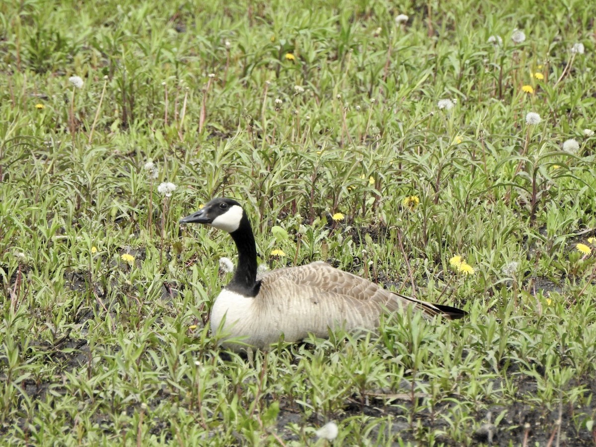 Canada Goose - ML618791922