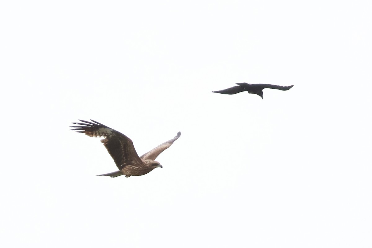 Black Kite - ML618791932