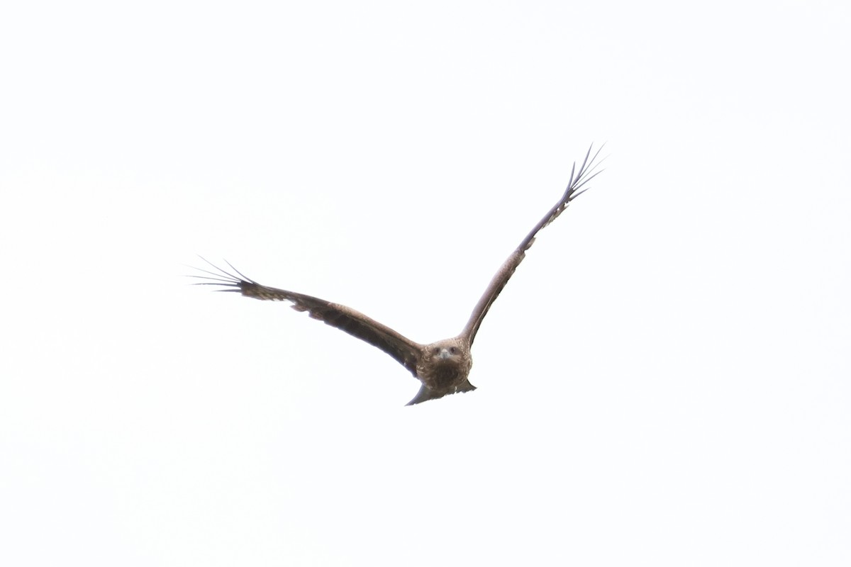 Black Kite - ML618791933