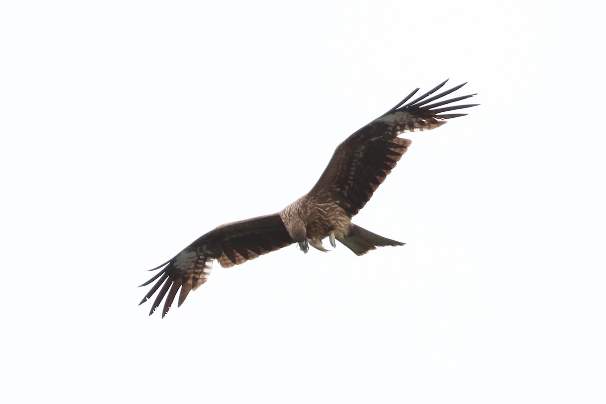 Black Kite - ML618791934