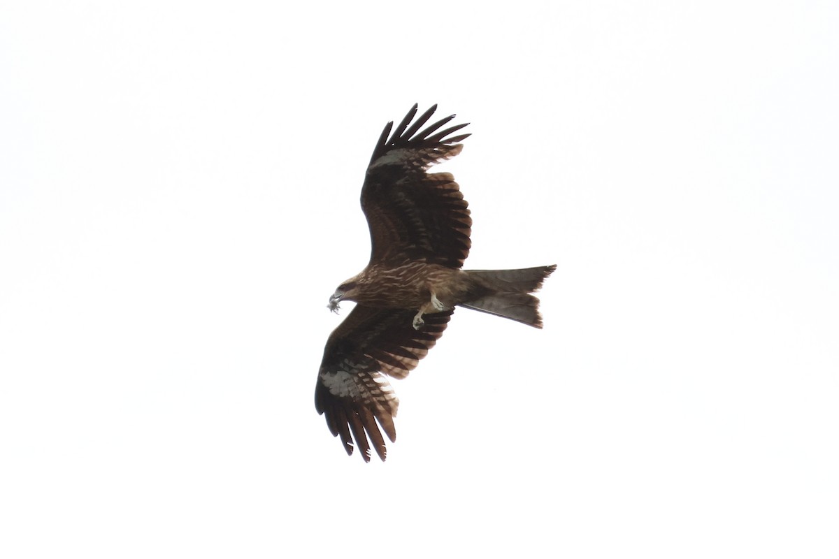 Black Kite - ML618791936