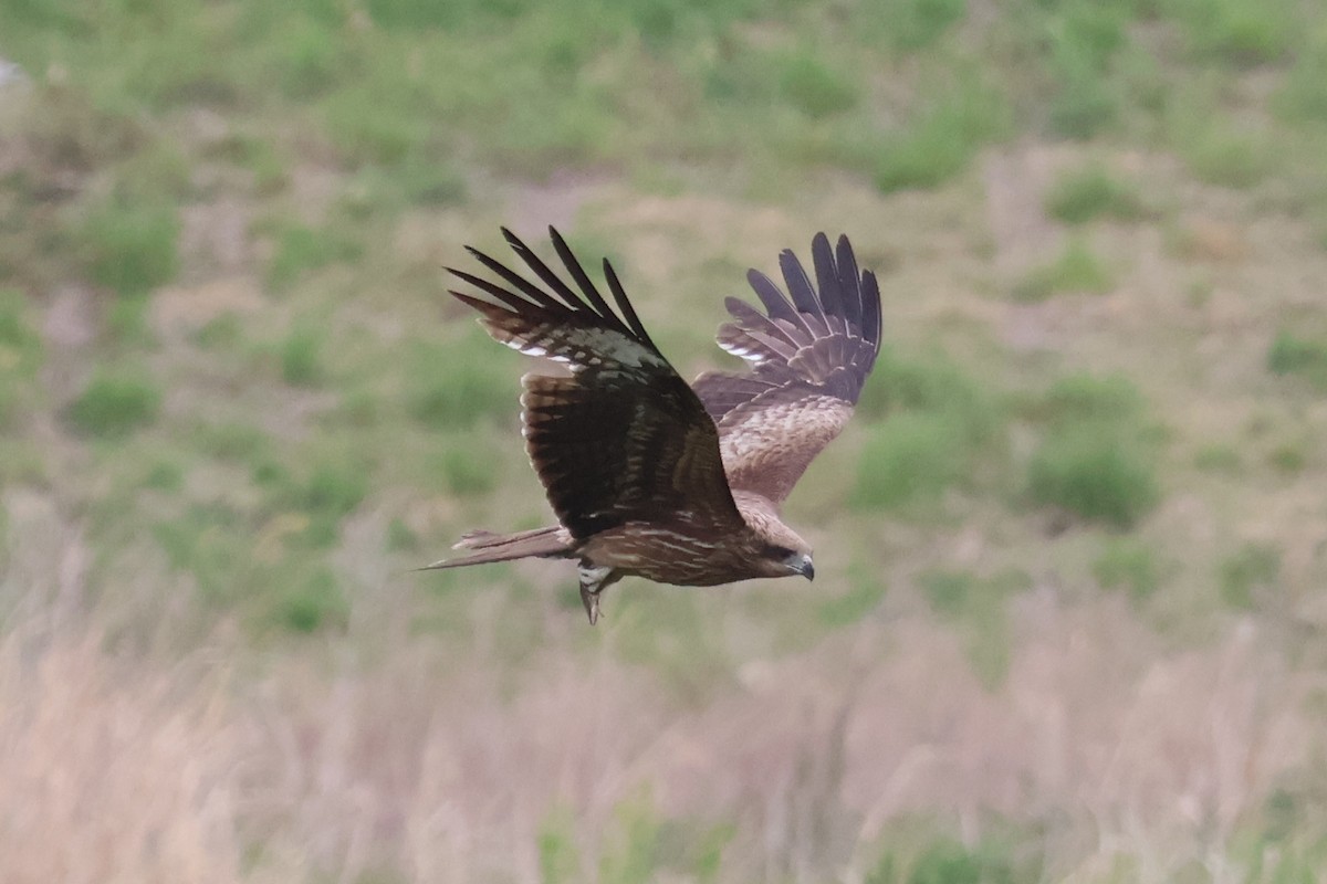 Black Kite - ML618791948